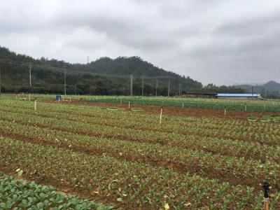 种植基地